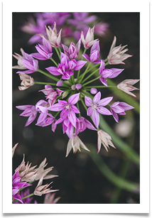 DunhamBloom - Jackie Tucker